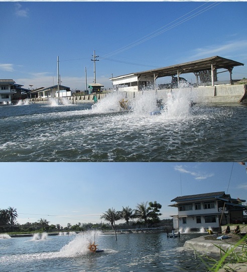 Lokasi tambak udang di situbondo
